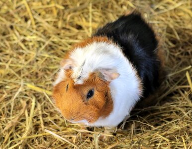 Pet guinea pig