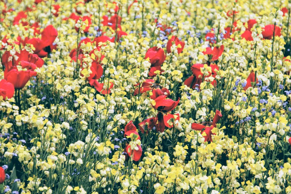 England green flowers