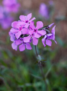 Spring flower spring flowers nature