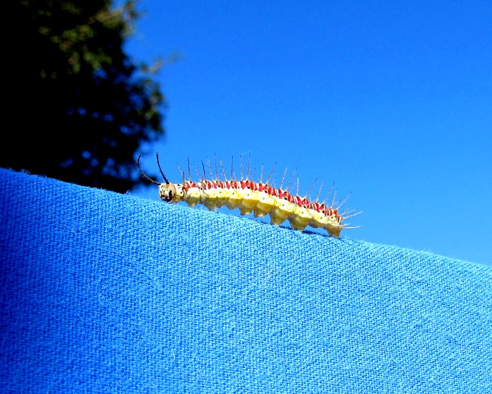 Metamorphosis insect biology
