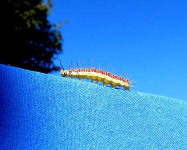 Metamorphosis insect biology