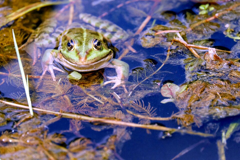 Animal green biotope
