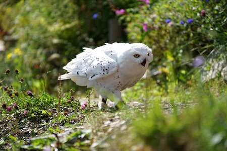 Bird of prey meadow animal recording