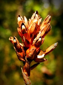 Wild outdoor closeup