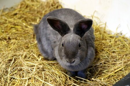 Animal cute pet