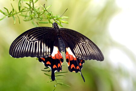 Flying animal black photo