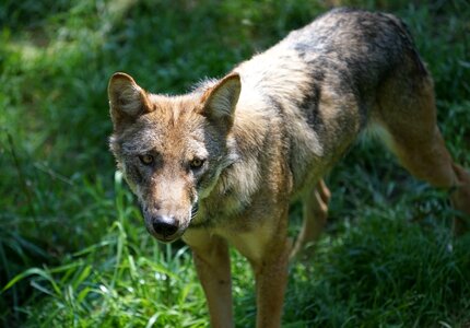Predator deer park canine
