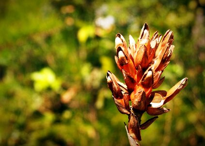 Wild outdoor closeup