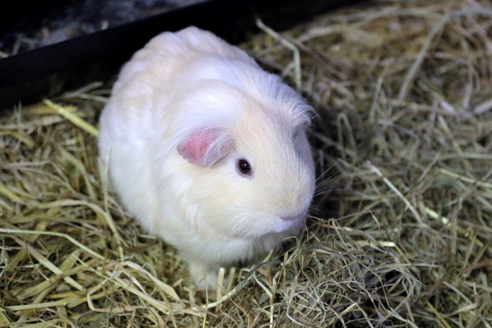 Pet guinea pig photo