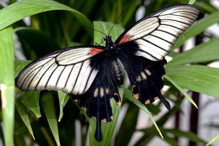 Flying animal black