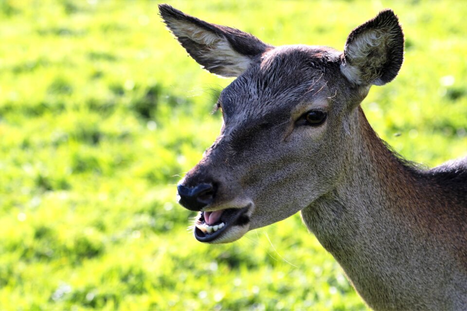 Nature wildlife mammal