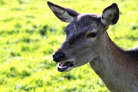 Nature wildlife mammal