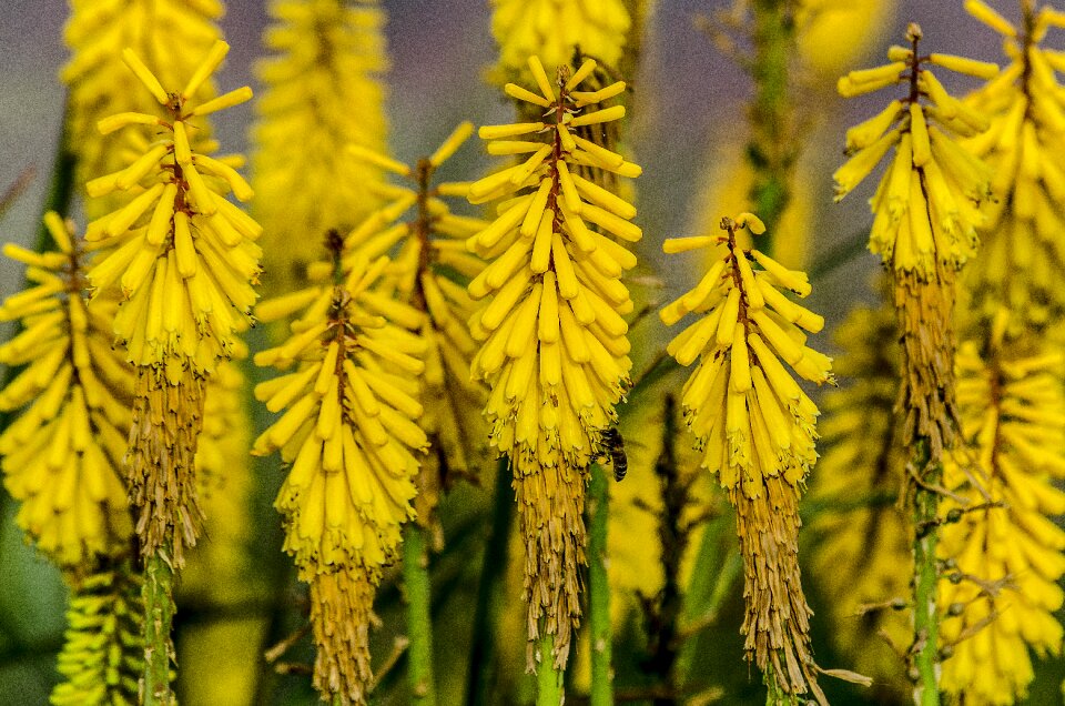 Floral natural summer