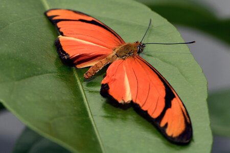 Flying eyes animal