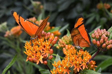 Flying butterfly eyes photo