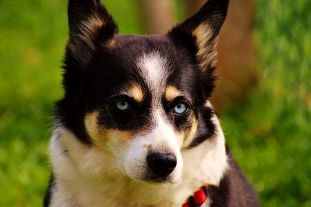Animal pet eyes