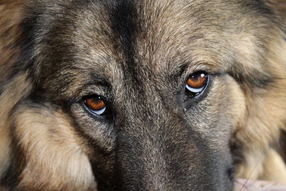 Dog head animal face