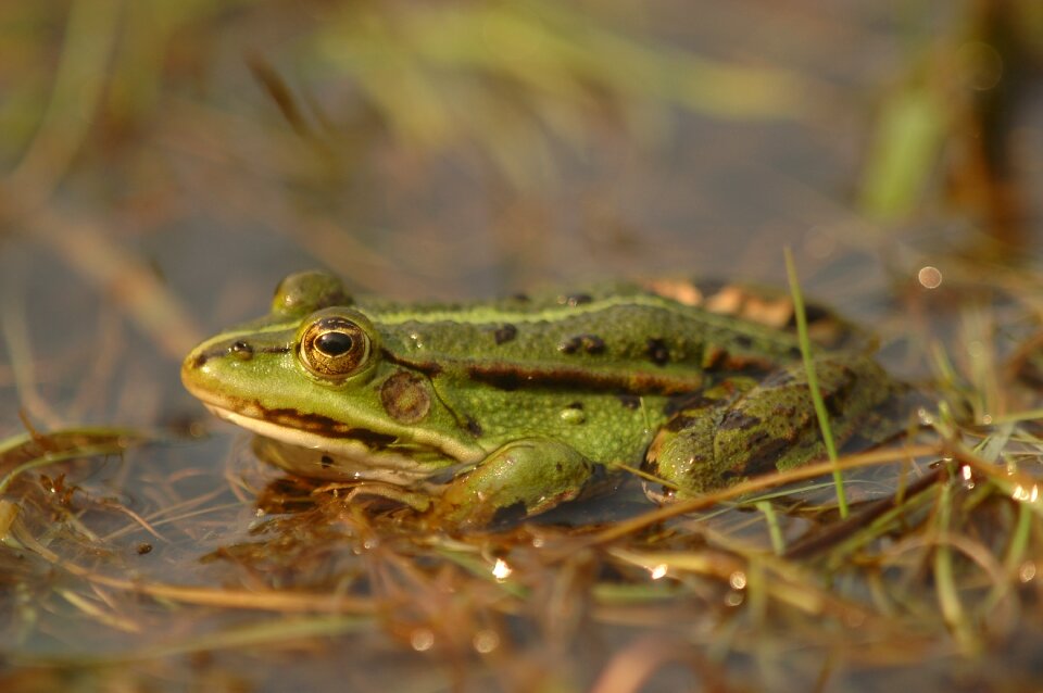 Green pond water photo