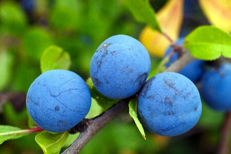 Blue vitamins tasty
