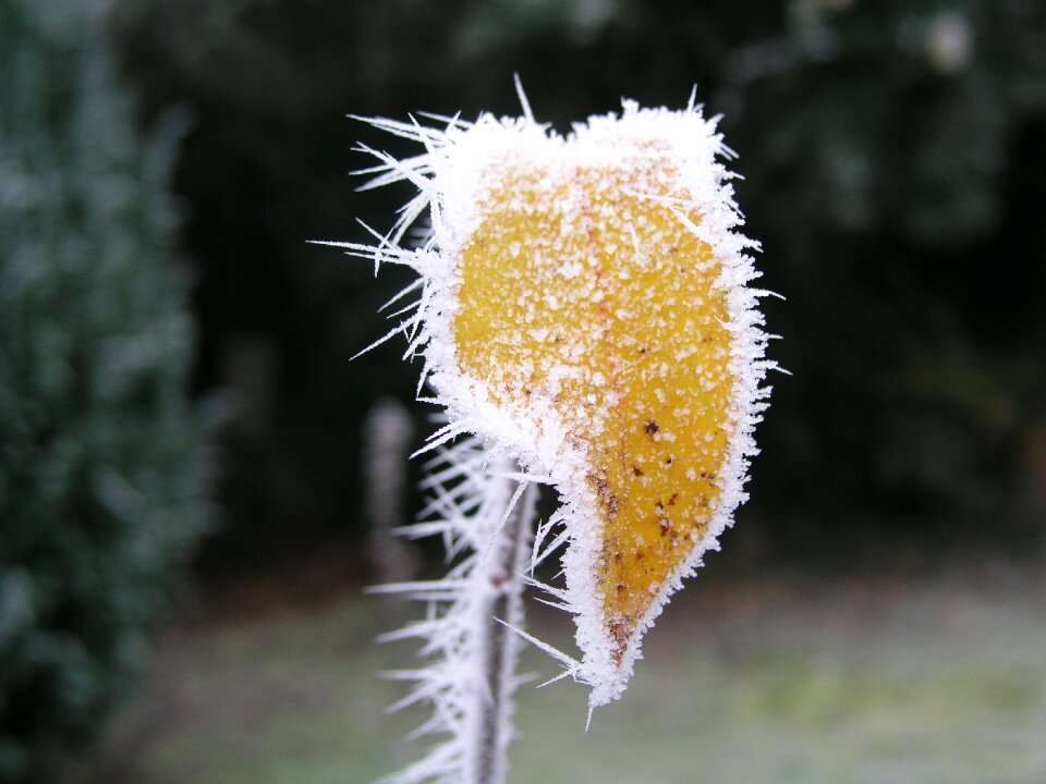 Nature winter frost
