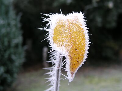 Nature winter frost