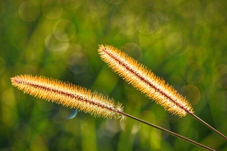 Meadow hairy plant