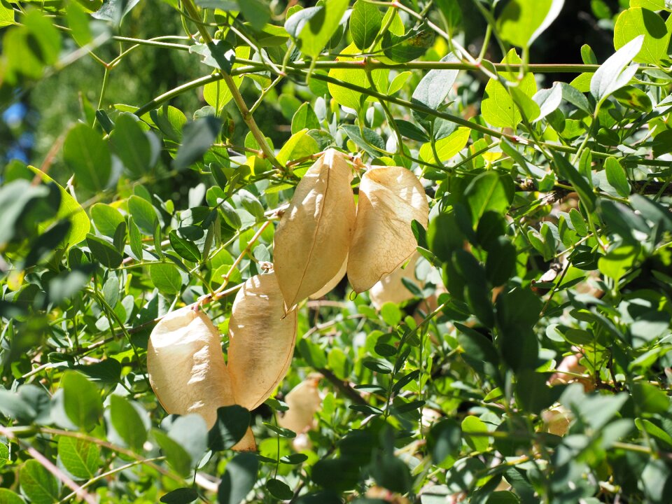 Bush colutea arborescens fabaceae