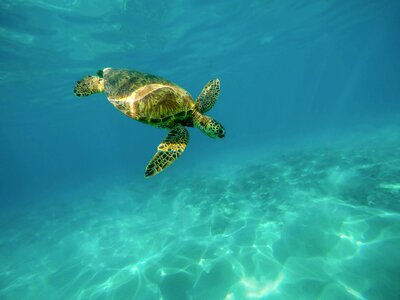 Marine turtle ocean sea