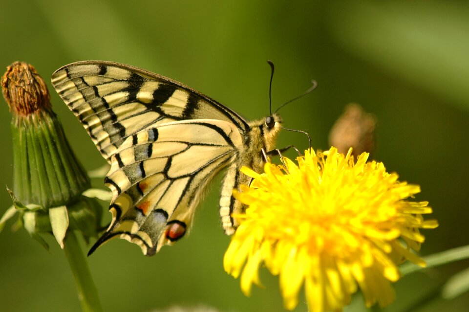 Wings yellow flowers