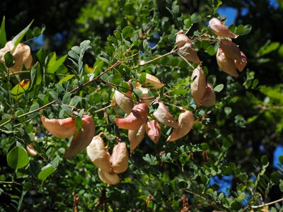 Fabaceae faboideae legume
