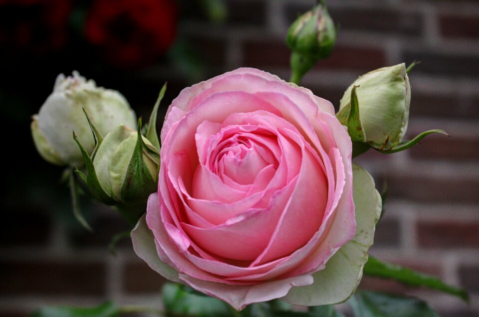 Blossom bloom pink rose