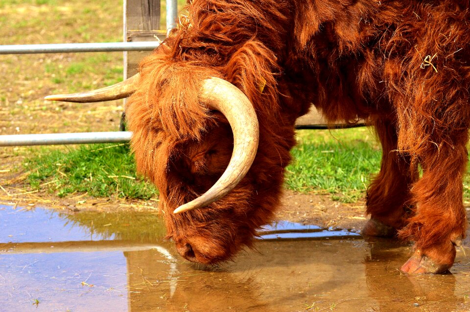 Head farm animal snout