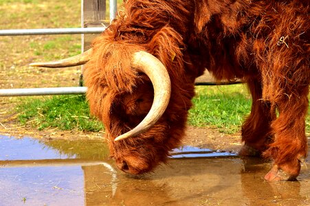 Head farm animal snout