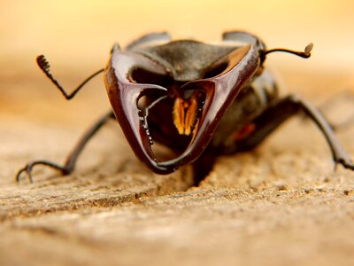 Insects rhino horns photo