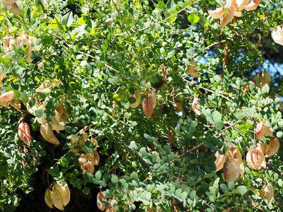 Fabaceae faboideae legume