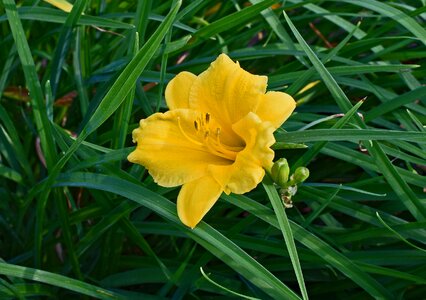 Flower blossom bloom garden photo