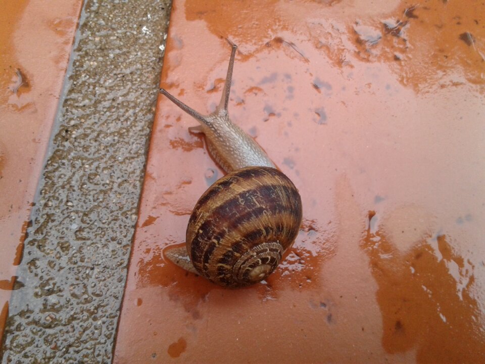 Macro gastropod plant