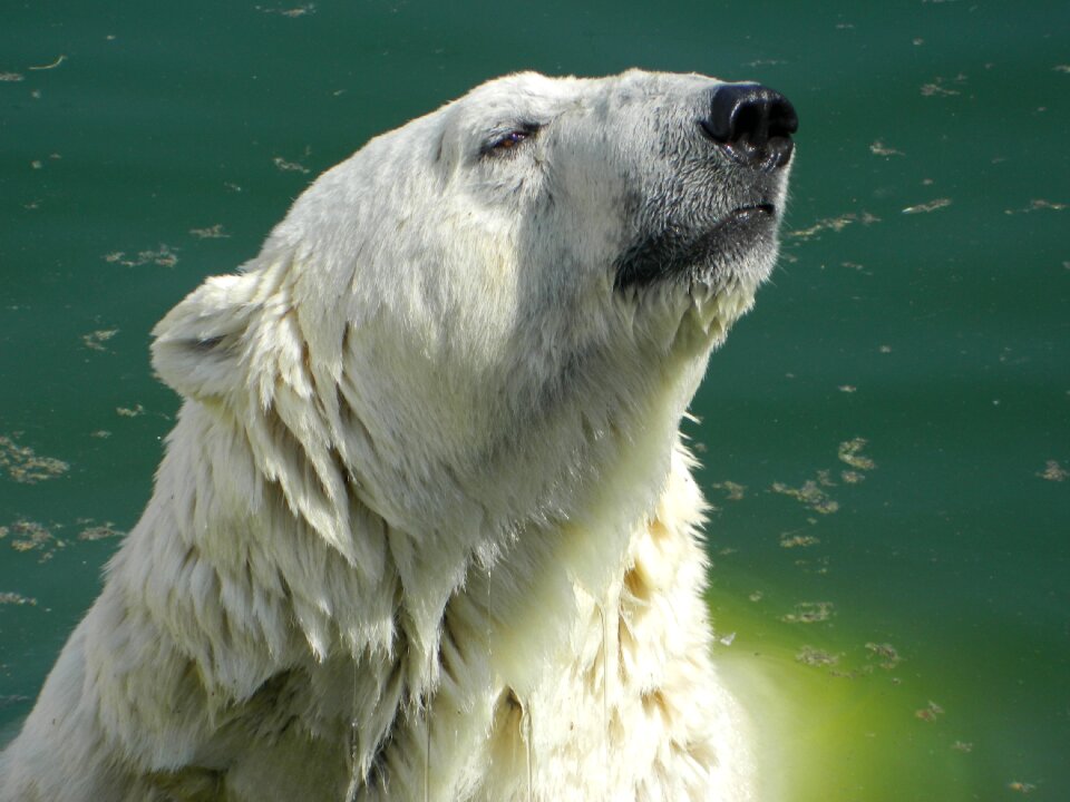 White bear animals