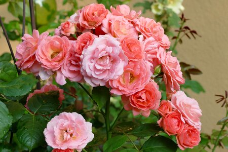 Salmon garden plant roses
