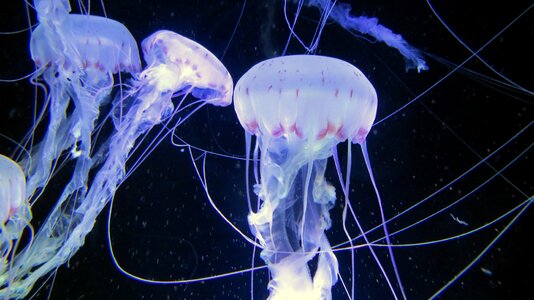 Ozeaneum stralsund marine life meduse photo