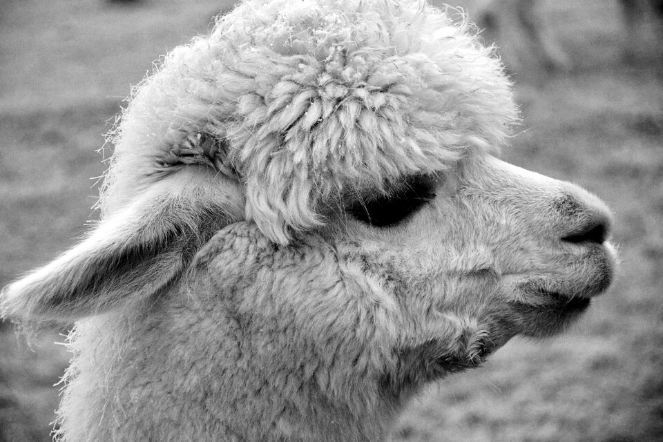 Mammal animal world fluffy