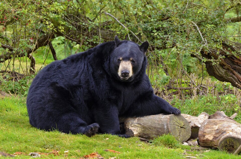 Wildlife mammal nature