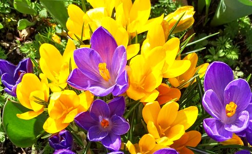Violet flowers spring photo