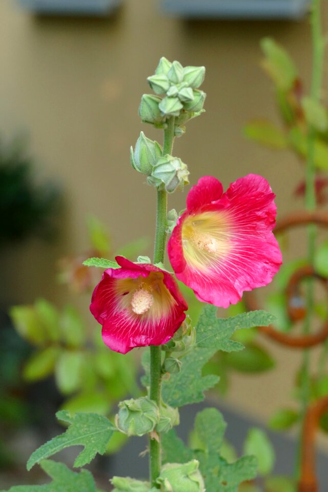 Flower blossom bloom