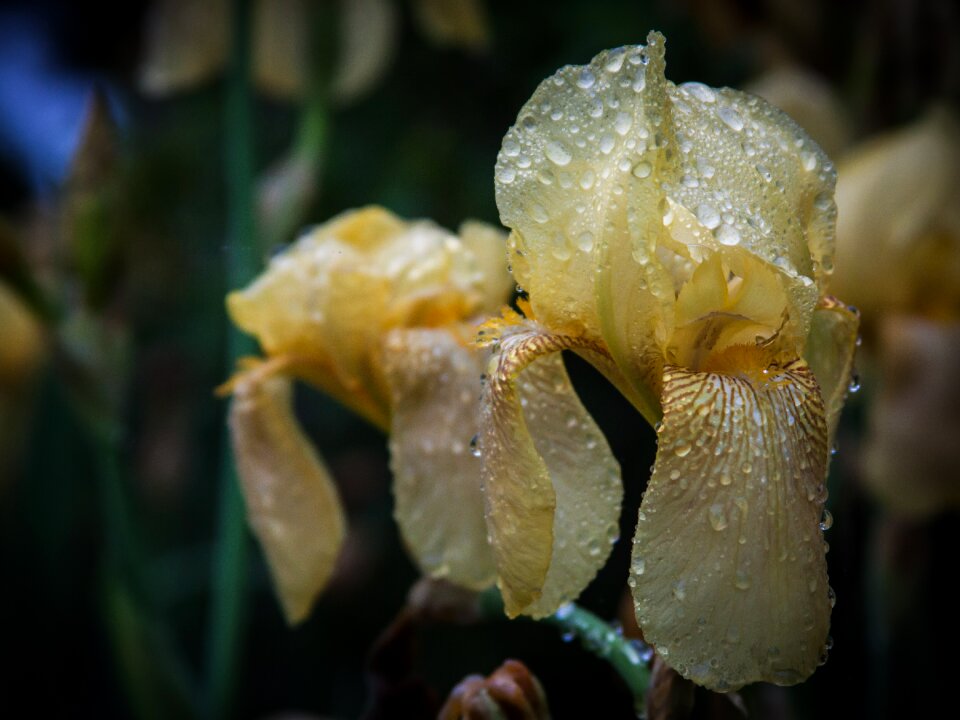Water nature plant