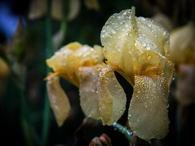 Water nature plant