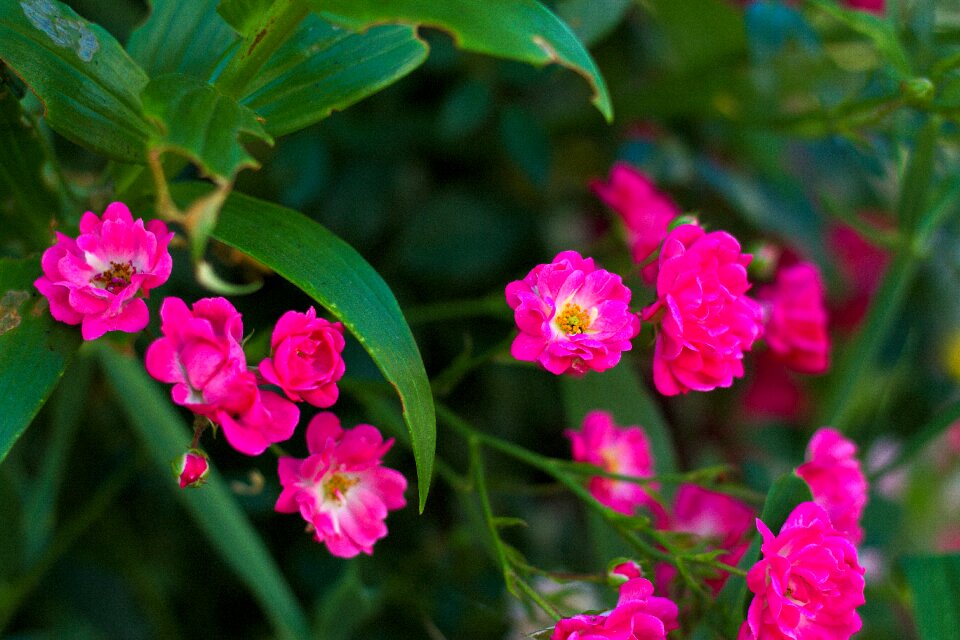 Garden nature pink flower