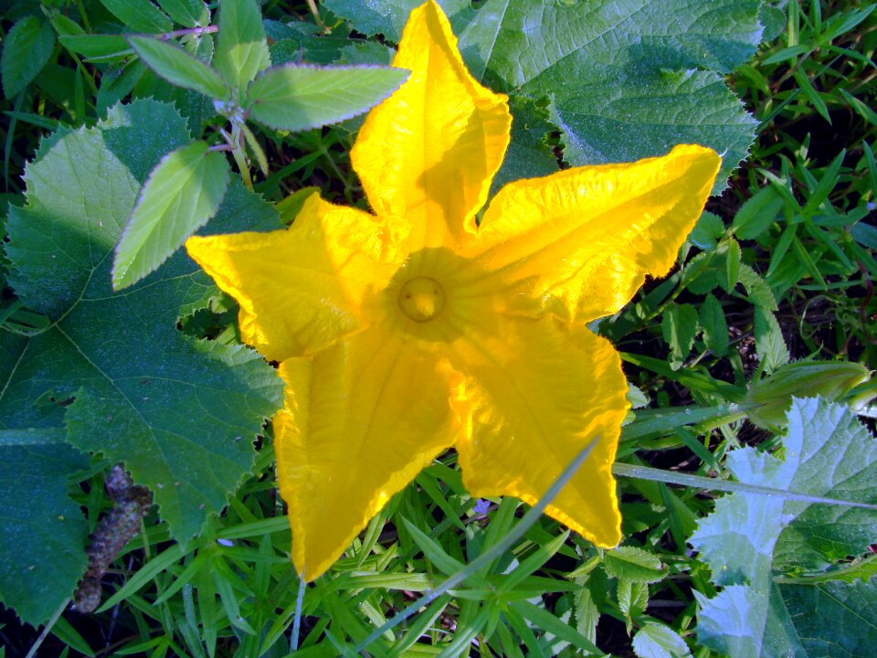 Cucurbita cucurbitaceae vine