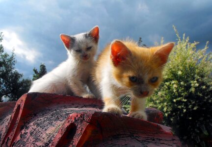 Cats chicks chick