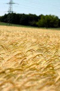 Agriculture cereals fields